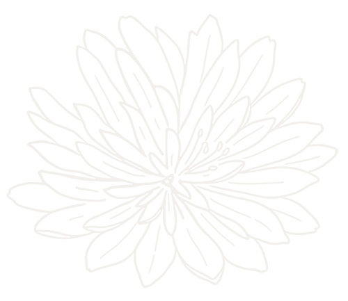 Bitterroot lewisia rediviva cream colored illustration